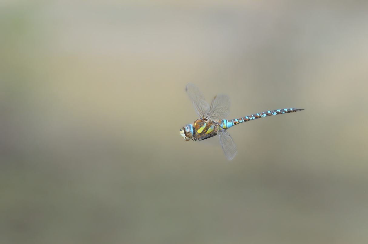 Aeshna mixta